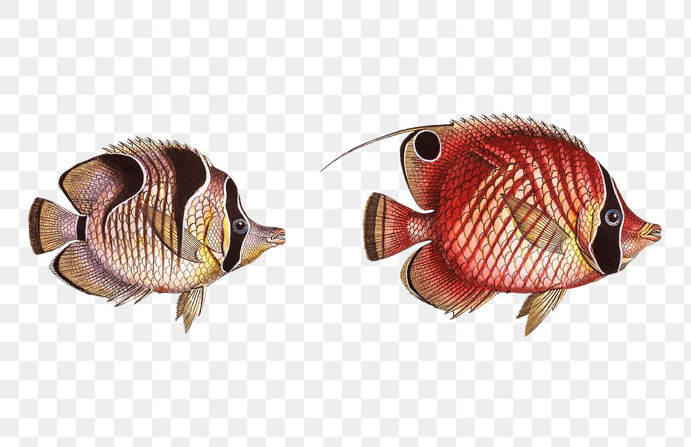  Bristle-Chetodon & Sickle-Chetodon png sticker, fish vintage illustration, transparent background