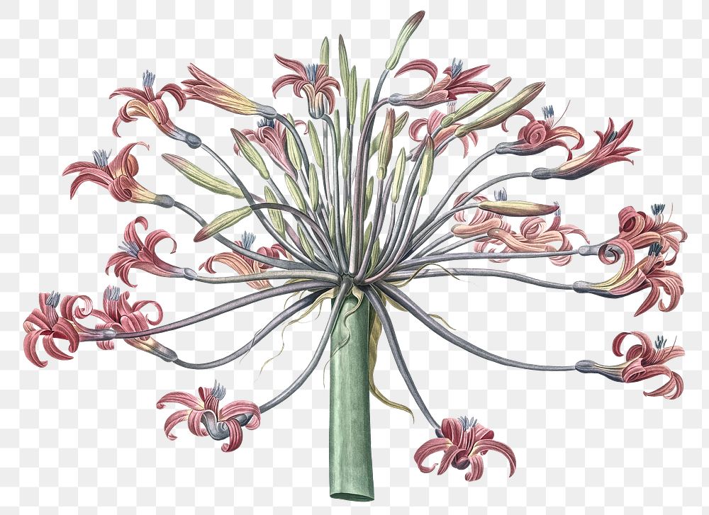 Josephine's lily png sticker, vintage botanical illustration, transparent background