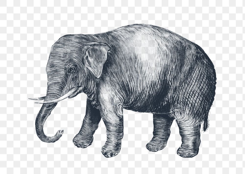 Vintage elephant png animal illustration, transparent background. Remixed by rawpixel. 