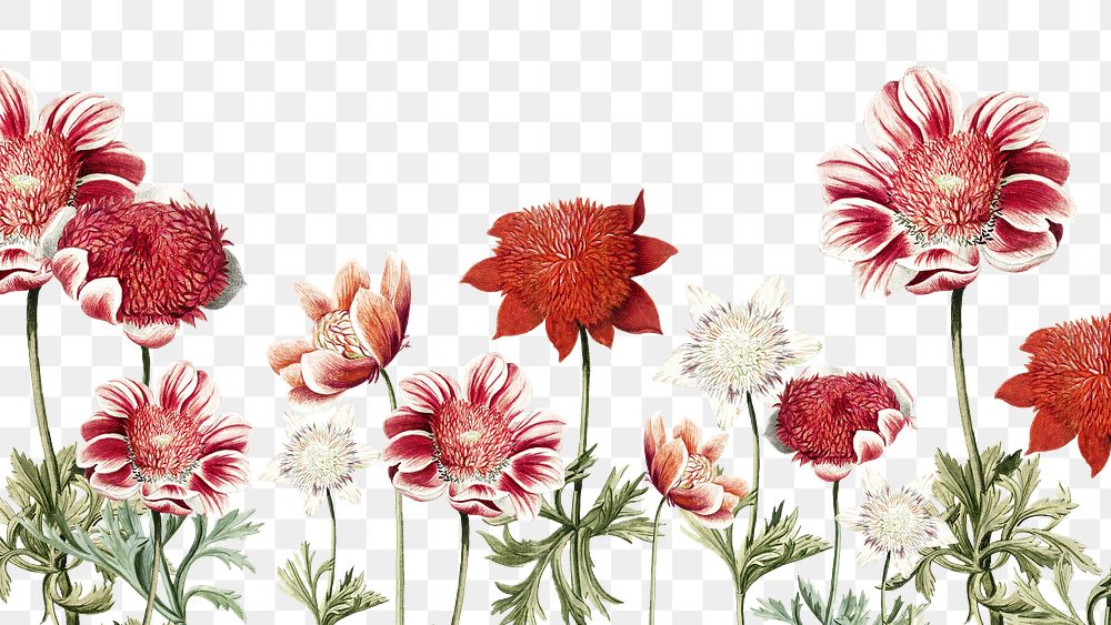 Anemone flower border png, vintage transparent background