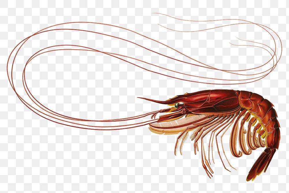 Shrimp png vintage illustration, transparent background