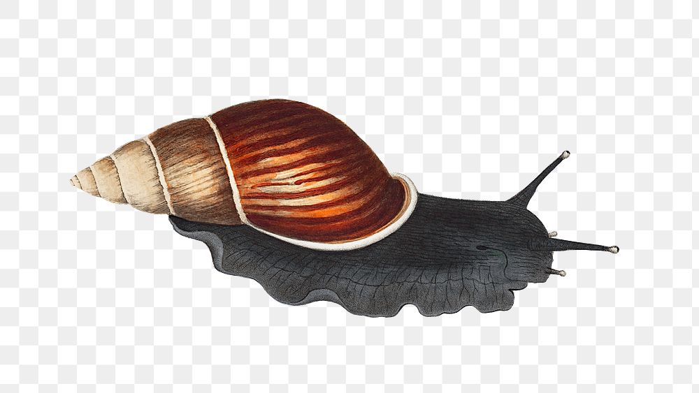 Snail png vintage illustration, transparent background
