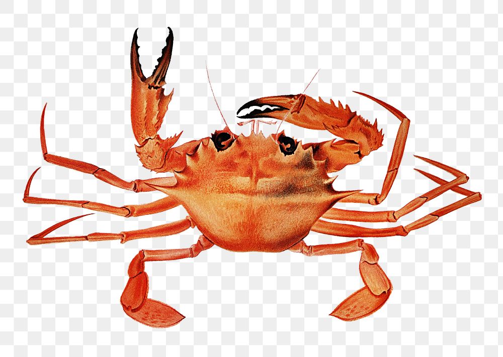 Png West African Brachyuran crab sticker, transparent background