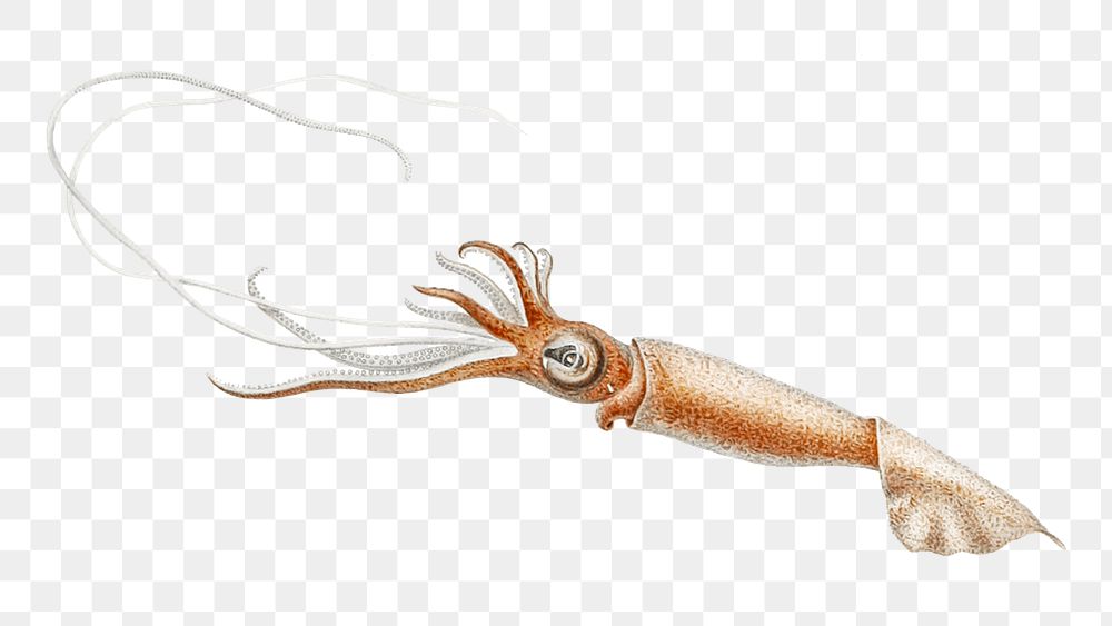 Squid png vintage illustration, transparent background