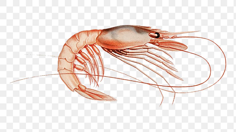 Shrimp png vintage illustration, transparent background