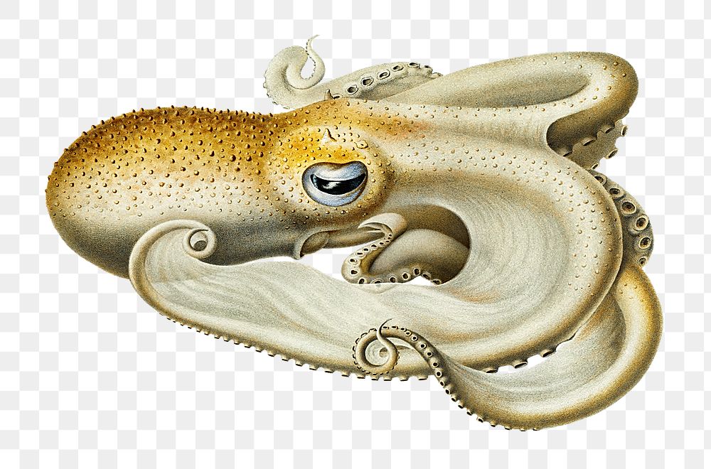 Velodona octopus png sticker, transparent background