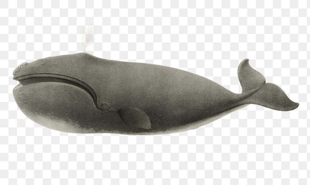 Png North Pacific right whale sticker, transparent background