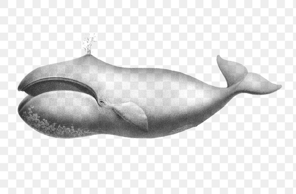 Bowhead whale png vintage illustration, transparent background