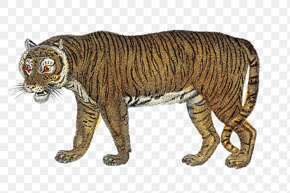 Vintage tiger png animal illustration on transparent background