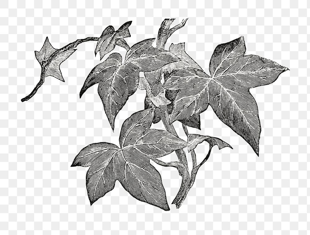 Helix leaf png, vintage botanical, transparent background