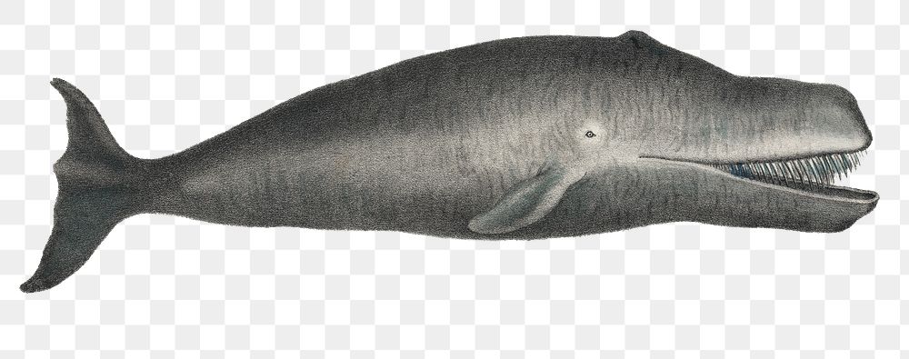 Bowhead Whale png vintage sticker, transparent background