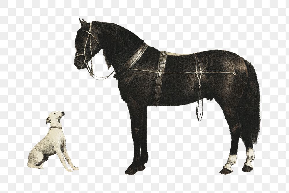 Animal png illustration, horse and dog on transparent background