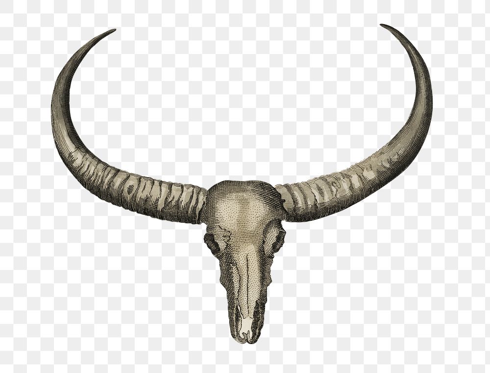 Buffalo skull png vintage sticker, transparent background