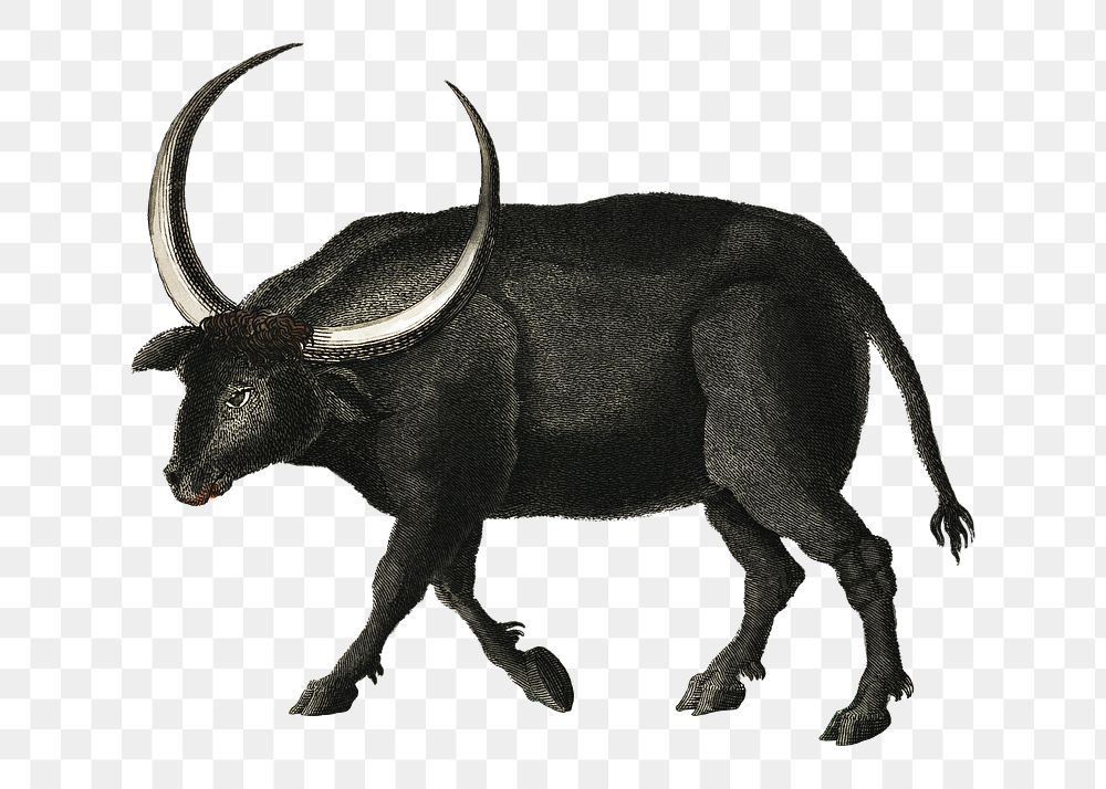 Vintage buffalo png animal illustration on transparent background