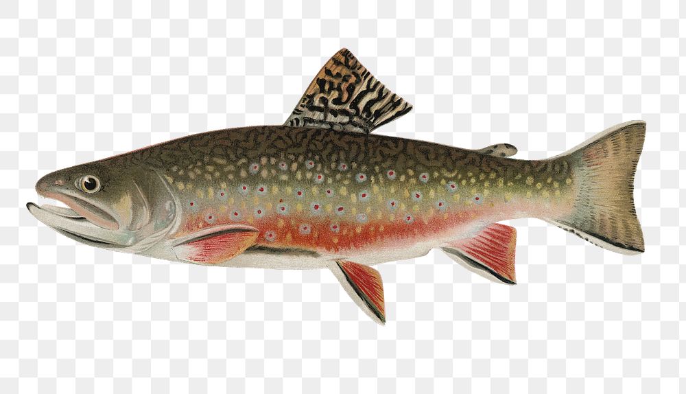 Male brook trout  png vintage sticker, transparent background 