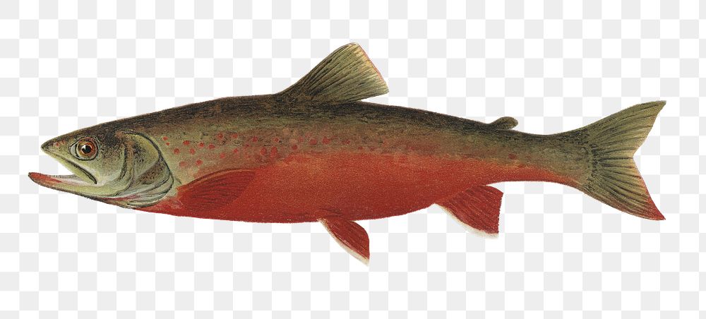 Canadian red trout png vintage sticker, transparent background 