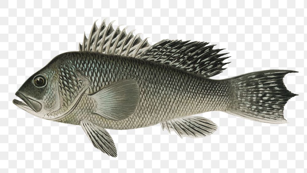 Sea Bass  png vintage sticker, transparent background 