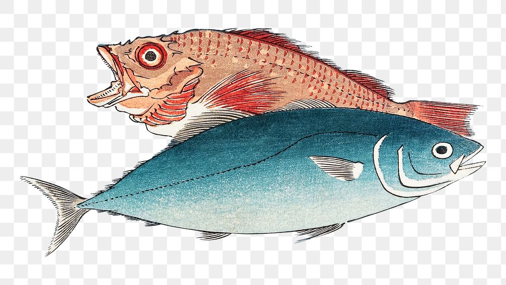 Yellowtail and Rockfish png, Japanese fish illustration by Utagawa Hiroshige, transparent background. Remixed by rawpixel.