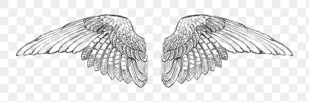Study of a Wing png illustration by Francis Augustus Lathrop, transparent background. Remixed by rawpixel.