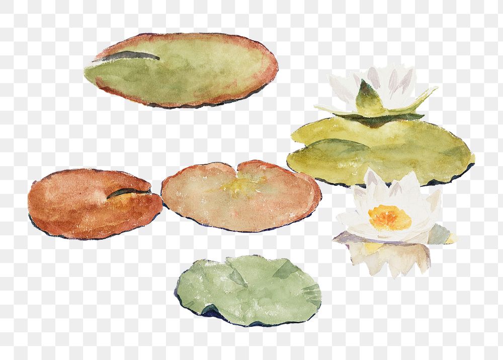 Water lilies png watercolor illustration element, transparent background. Remixed from Maria Wiik artwork, by rawpixel.