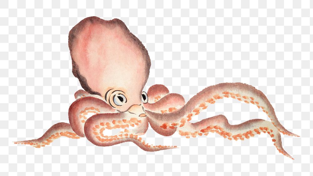 Octopus png watercolor illustration element, transparent background. Remixed from vintage artwork by rawpixel.