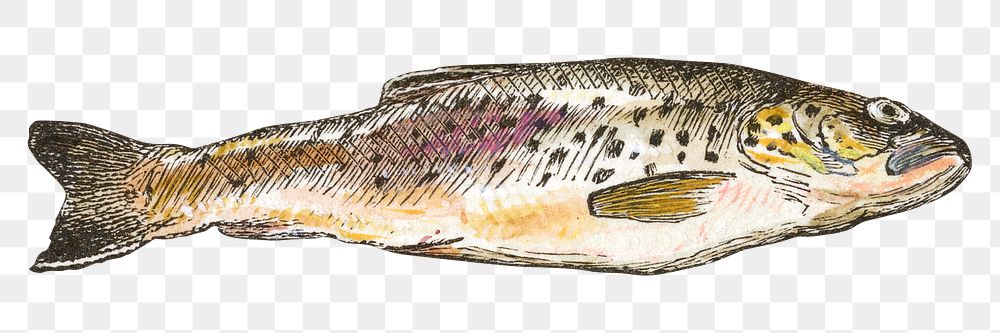 Fish png watercolor illustration element, | Premium PNG - rawpixel