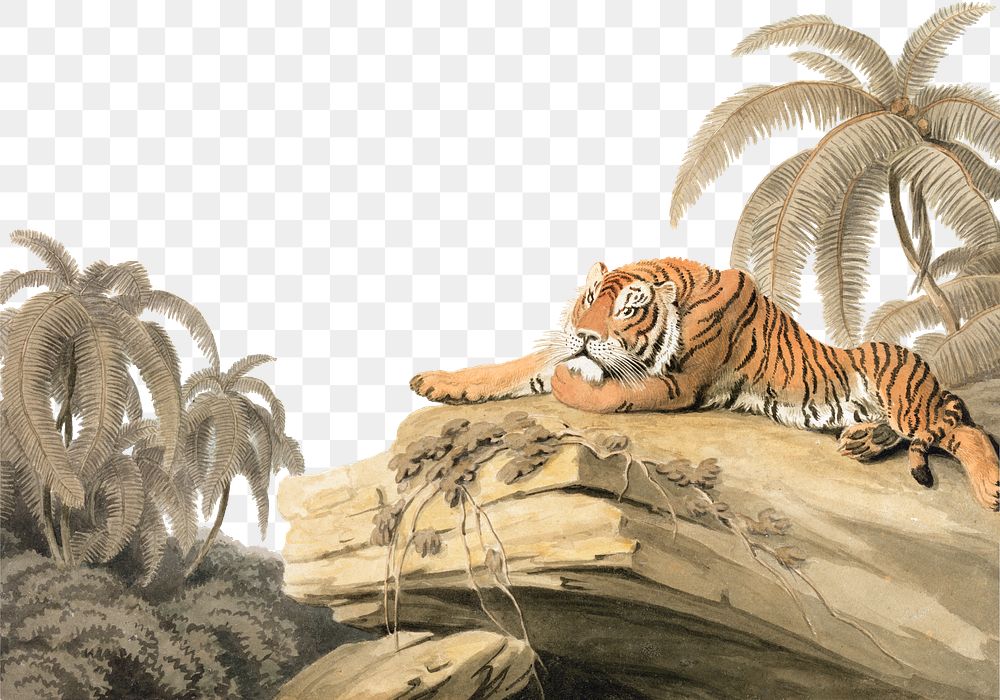 Tiger resting png watercolor border, transparent background. Remixed from Samuel Howitt artwork, by rawpixel.