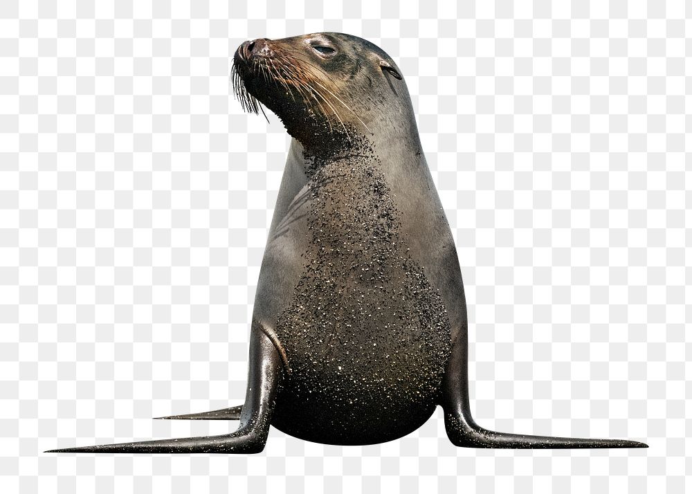 Sea lion png, design element, transparent background