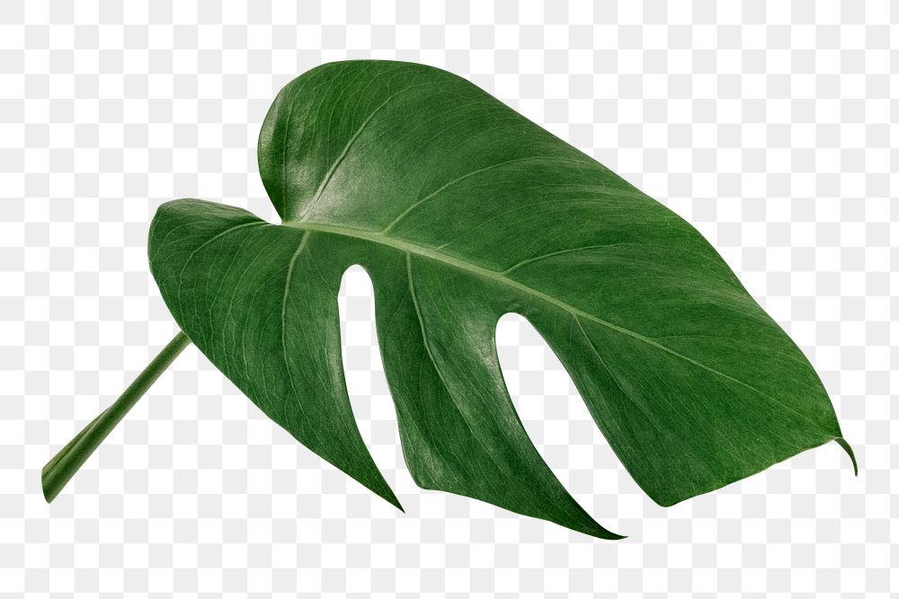 Monstera plant png on transparent background 