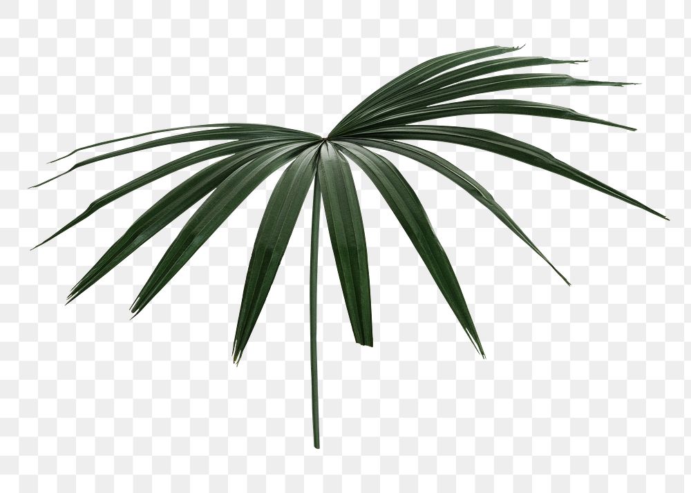 Palm leaf png on transparent background