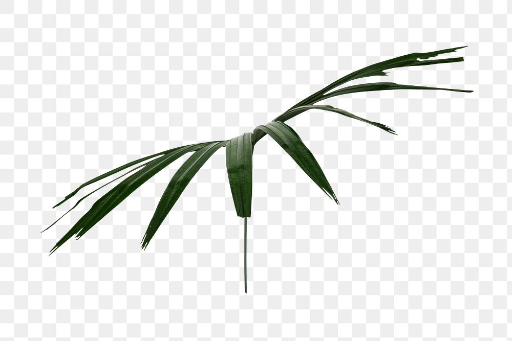 Palm leaf png element, transparent background