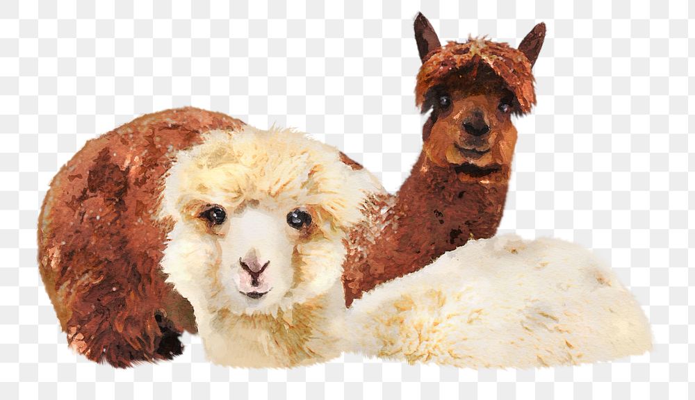 PNG Fluffy alpacas, collage element, transparent background