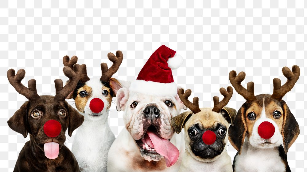 Christmas dogs png element, transparent background