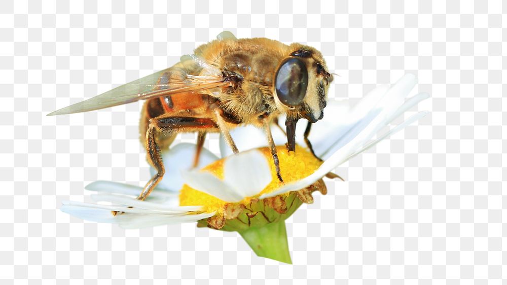 PNG close up bee on flower, collage element, transparent background