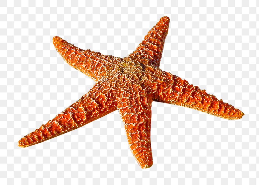 PNG Starfish, collage element, transparent background