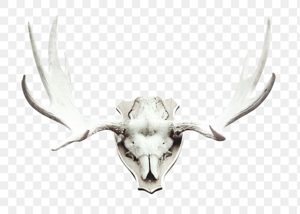Png deer skull mounted, isolated object, transparent background