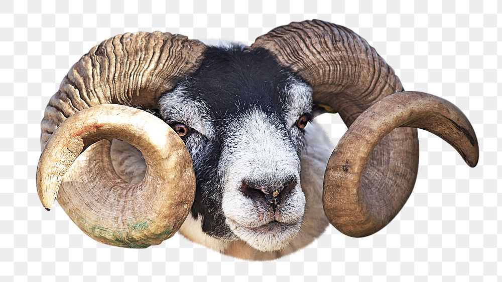 PNG ram with a black colored head and curling horns, collage element, transparent background
