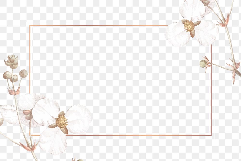 Flower png frame, transparent background