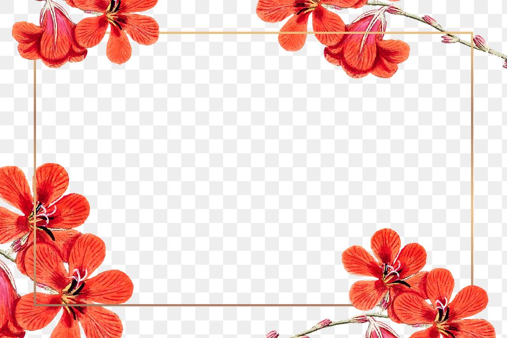 Flower png frame, transparent background