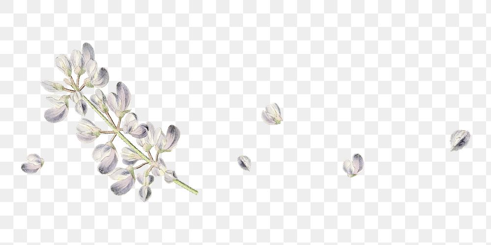 Flower png element, transparent background