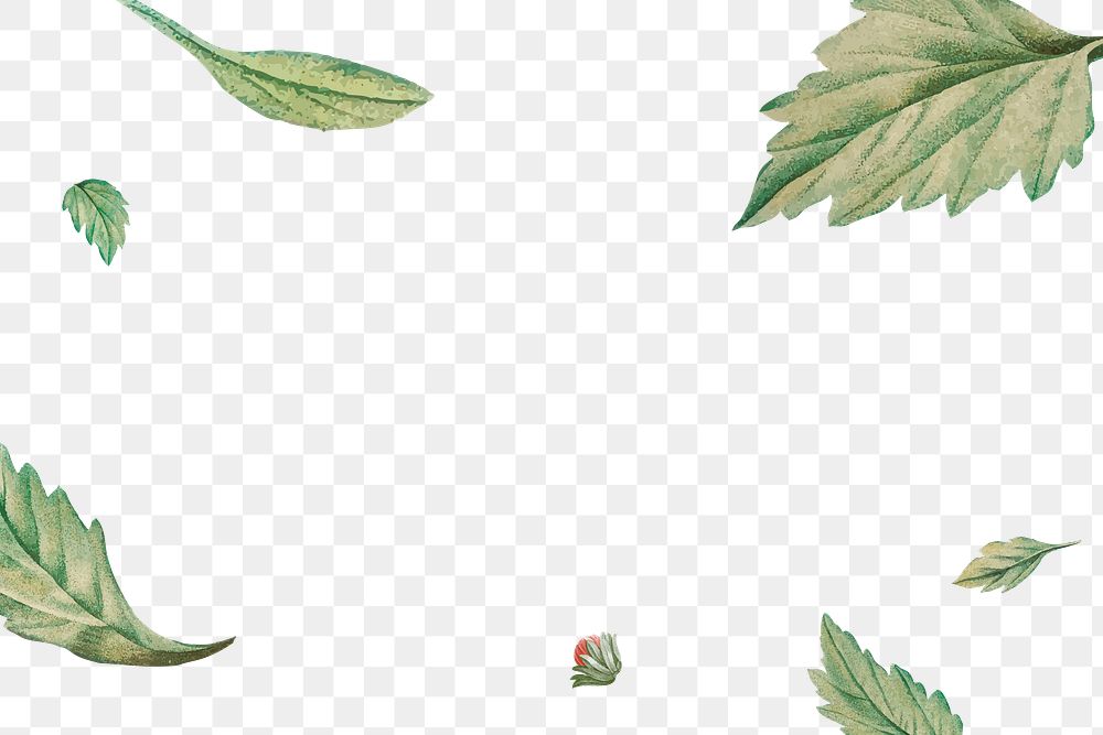 Leaf png border, transparent background