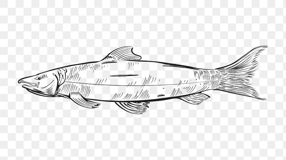 Png vintage fish animal illustration, transparent background