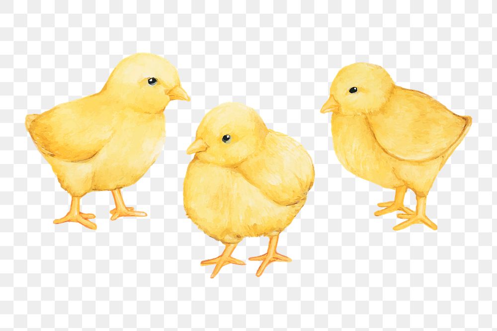  3 chicks png watercolor element, transparent background