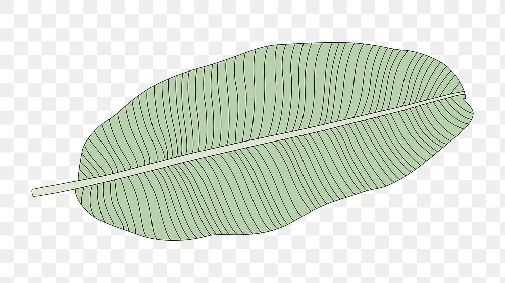 Png banana leaf doodle  sticker, transparent background