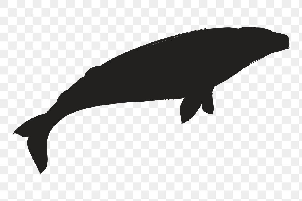 Png gray whale silhouette, transparent background