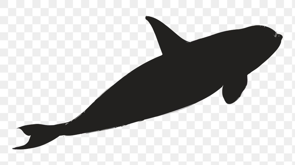 Png killer whale silhouette, transparent background