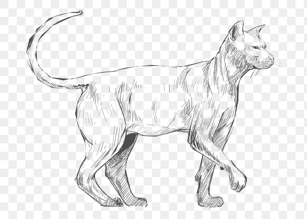  Png elegant cat sketch illustration, transparent background