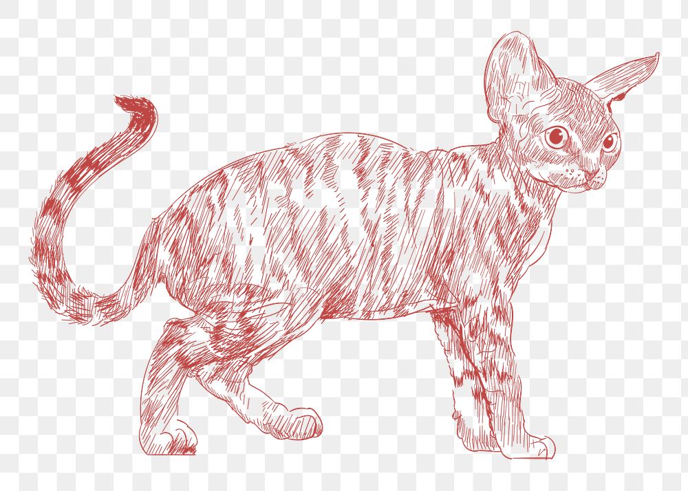  Png cute red kitten sketch illustration, transparent background