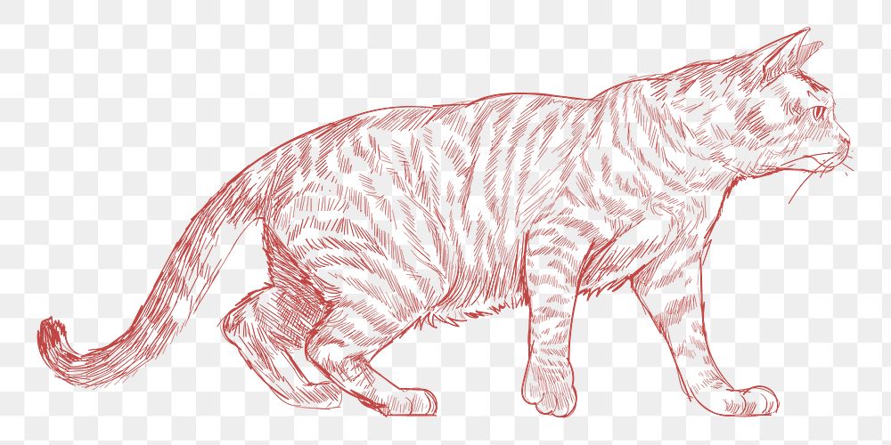  Png striped cat sketch illustration, transparent background