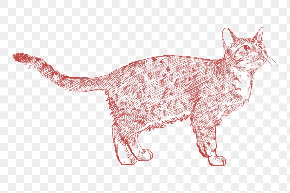  Png cute cat sketch illustration, transparent background